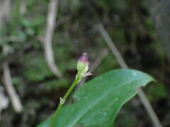 Tricyrtis formosana