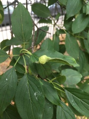 Trichochermes walkeri