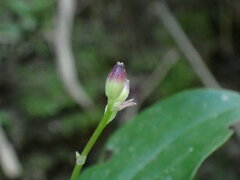 Tricyrtis formosana