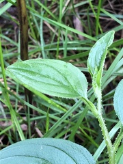 Hackelia latifolia