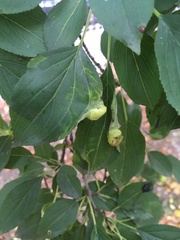 Trichochermes walkeri