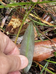 Cryptostylis