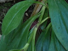 Tricyrtis formosana