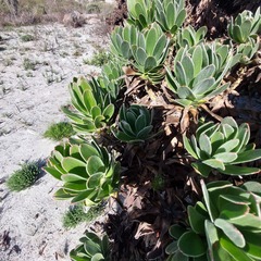 Mimetes fimbriifolius