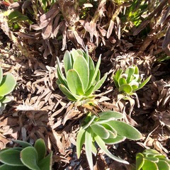 Mimetes fimbriifolius