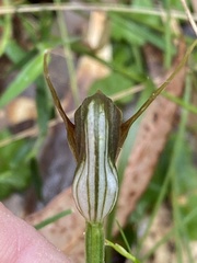 Pterostylis erecta