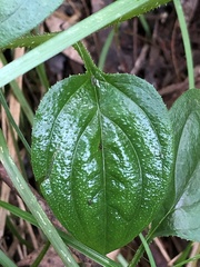 Hackelia latifolia