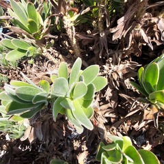 Mimetes fimbriifolius