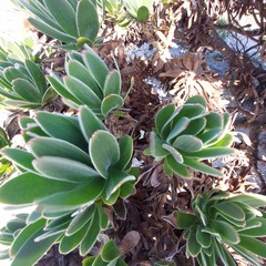 Mimetes fimbriifolius