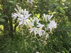 Paradisea lusitanica