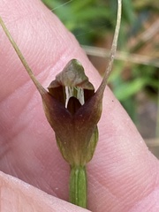 Pterostylis erecta