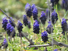 Muscari commutatum