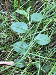 Hackelia latifolia