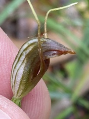 Pterostylis erecta