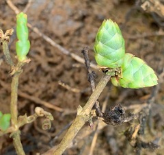 Tecticornia arbuscula
