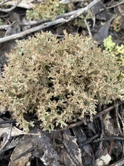 Pulchrocladia retipora