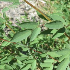 Desmodium cinerascens