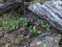 Aster takasagomontanus