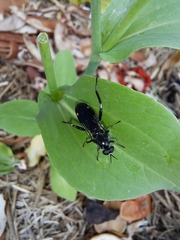 Exaireta spinigera