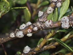 Ceroplastes