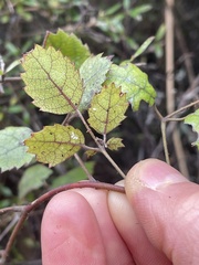 Rubus australis