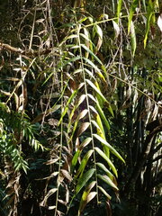 Calamus formosanus