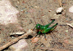 Lipotactes
