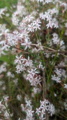 Leionema hillebrandii