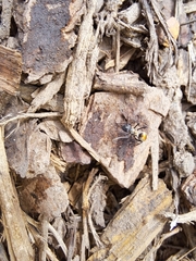 Polyrhachis angusta