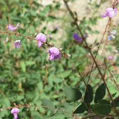 Desmodium cinerascens
