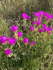 Lampranthus