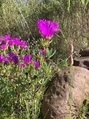 Lampranthus