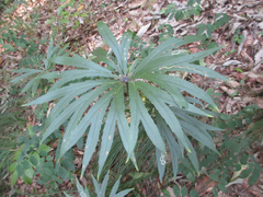 Syneilesis palmata