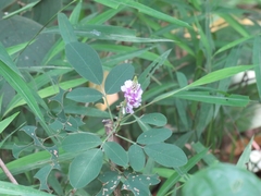 Grona heterocarpos