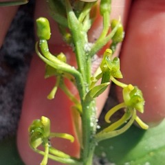 Liparis capensis