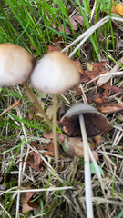 Psathyrella longipes