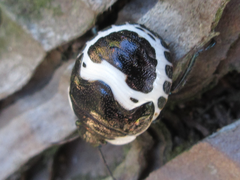 Poecilocoris lewisi