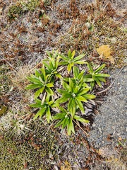 Celmisia spectabilis spectabilis