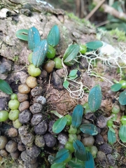 Bulbophyllum