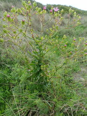 Senecio glastifolius