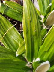 Celmisia spectabilis spectabilis