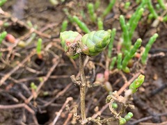Tecticornia arbuscula