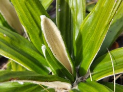 Celmisia spectabilis spectabilis