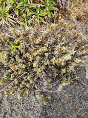 Veronica pinguifolia