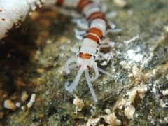 Proceraea