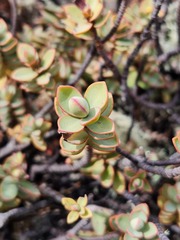 Veronica pinguifolia