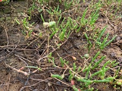 Tecticornia arbuscula