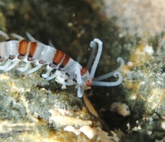 Proceraea