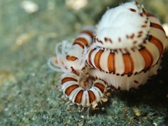Proceraea