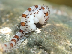 Proceraea